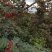 盐源新癣花椒，干花椒上市了