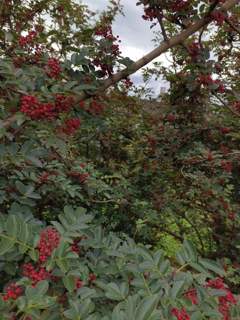 盐源新癣花椒，干花椒上市了