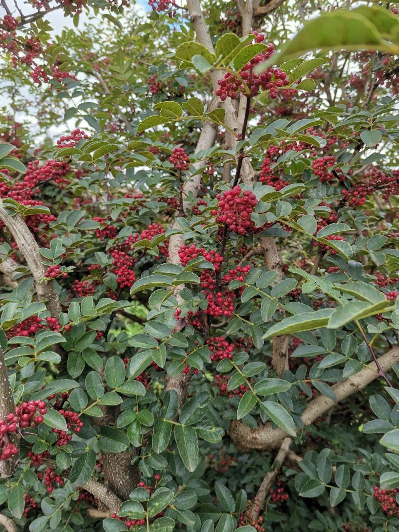 盐源新癣花椒，干花椒上市了