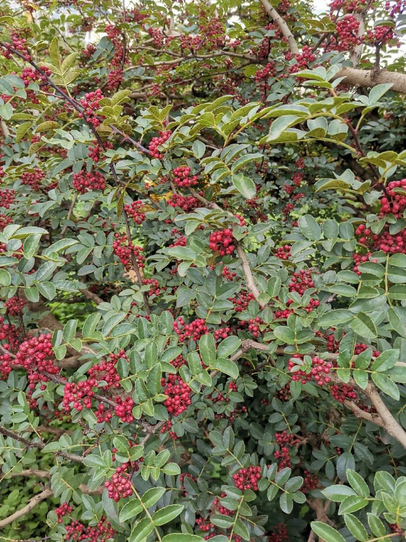 盐源新癣花椒，干花椒上市了