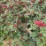 盐源新癣花椒，干花椒上市了
