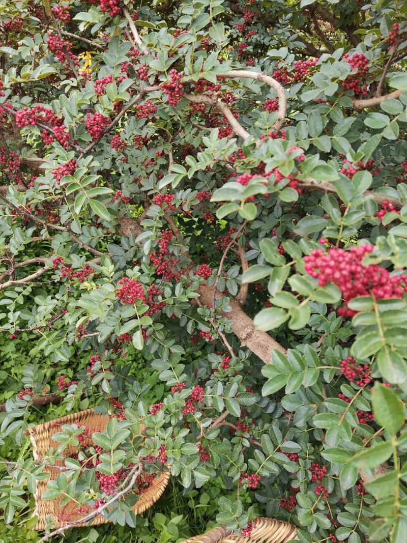 盐源新癣花椒，干花椒上市了