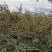 盐源新癣花椒，干花椒上市了
