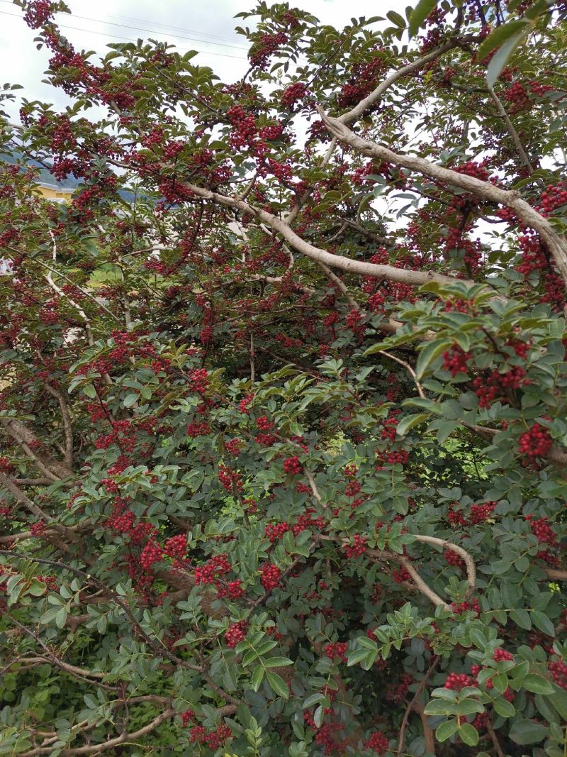 盐源新癣花椒，干花椒上市了
