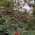 盐源新癣花椒，干花椒上市了