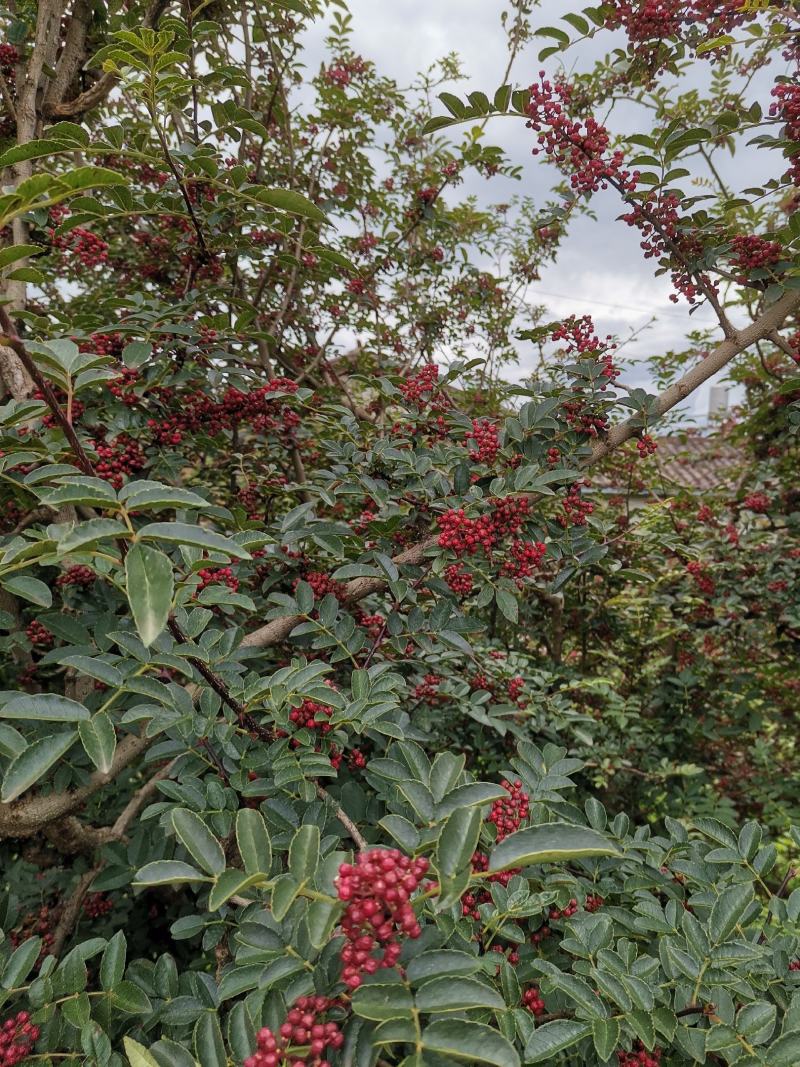盐源新癣花椒，干花椒上市了