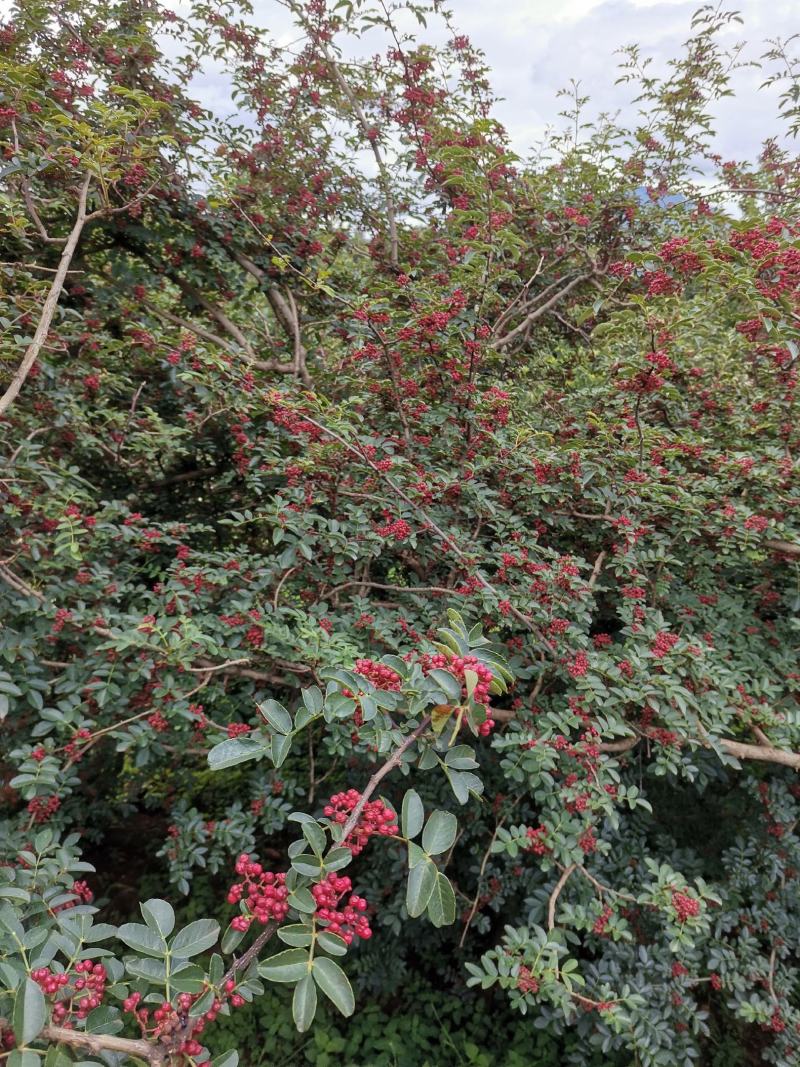 盐源新癣花椒，干花椒上市了
