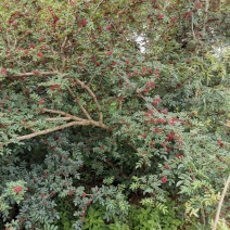 盐源新癣花椒，干花椒上市了