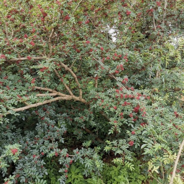 盐源新癣花椒，干花椒上市了