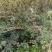 盐源新癣花椒，干花椒上市了