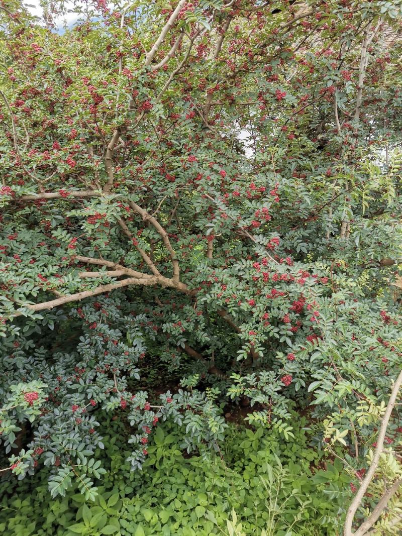 盐源新癣花椒，干花椒上市了