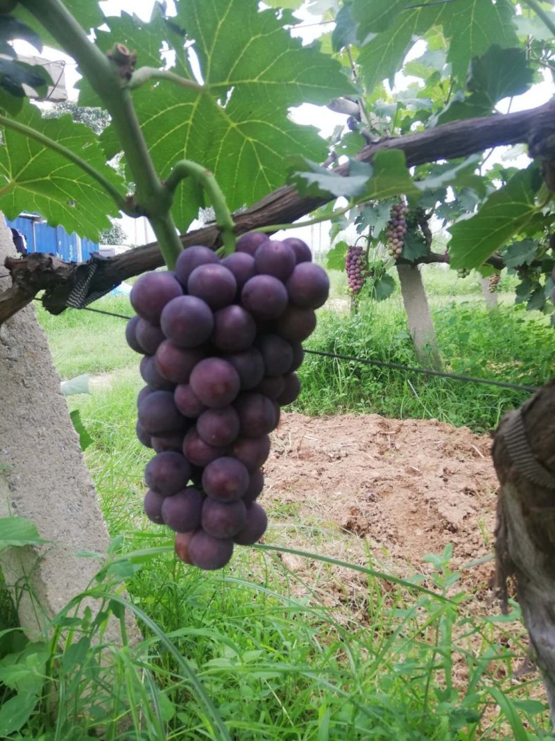 夏黑纯甜无籽沪太已经上市老少皆宜