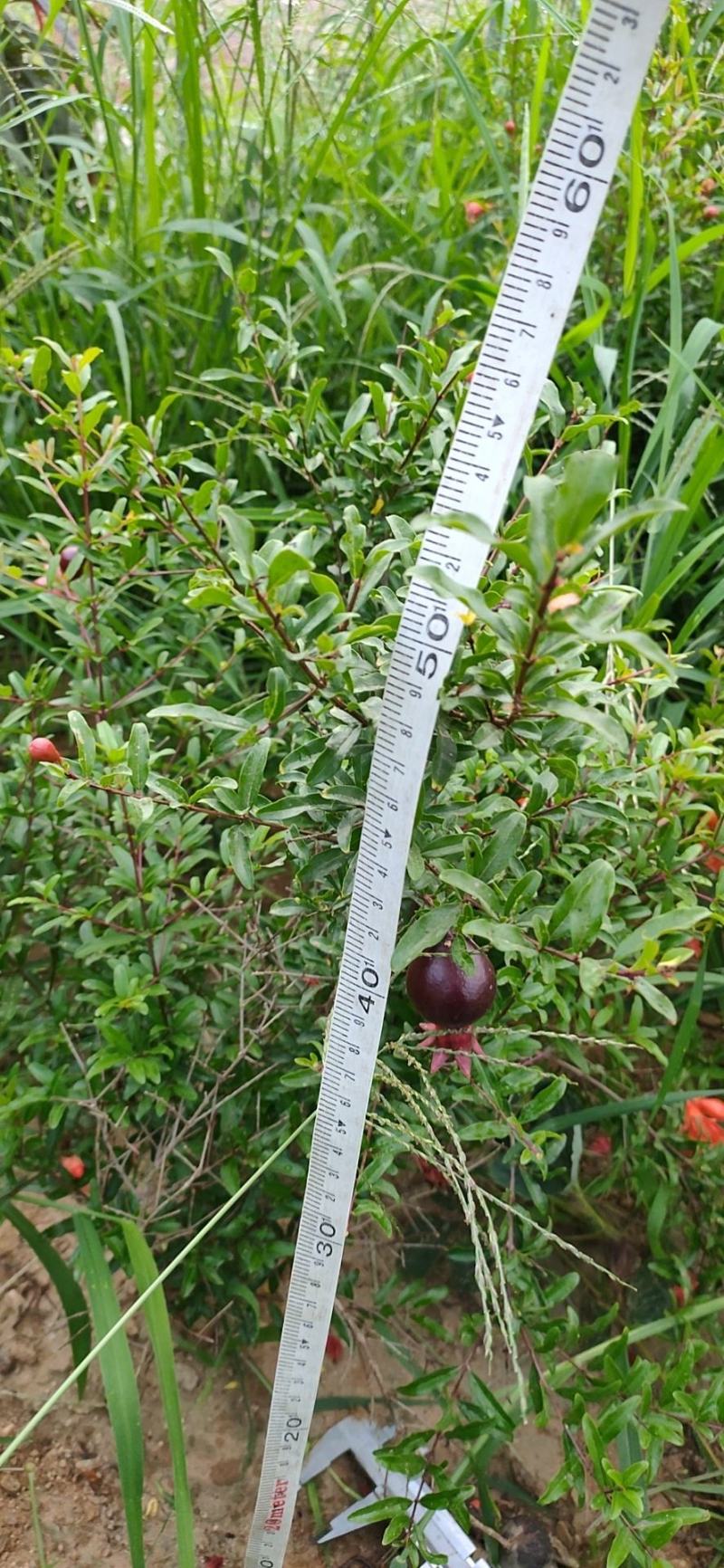 石榴树盆景观赏。也能吃80~100cm
