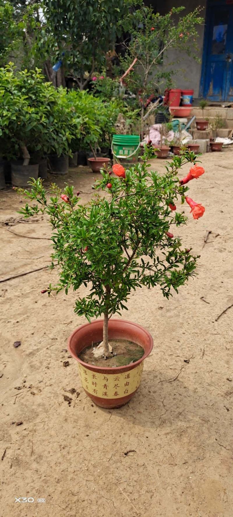 石榴树盆景观赏。也能吃80~100cm