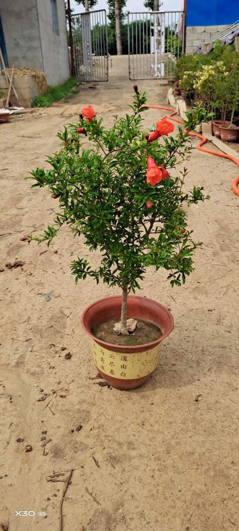 石榴树盆景观赏。也能吃80~100cm