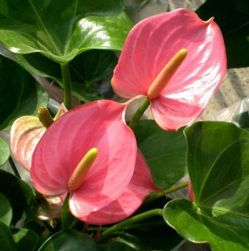 红掌白掌盆栽植物室内花卉好养水培一帆风顺大盆水养四季常青