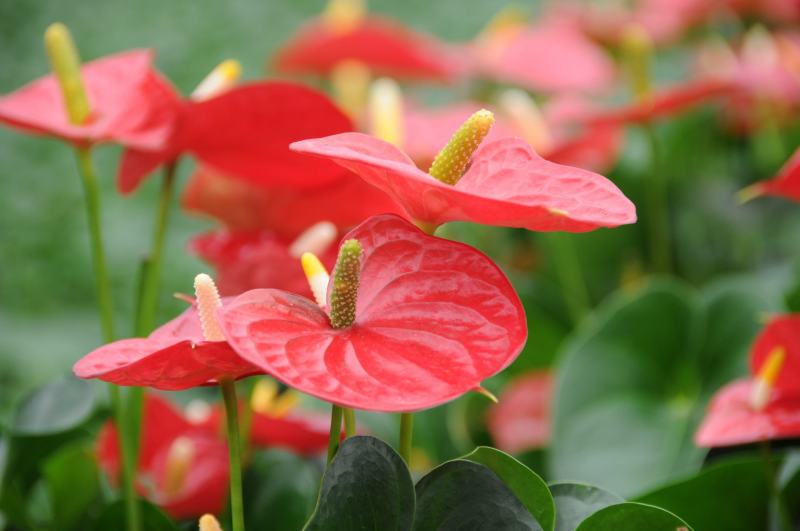 红掌白掌盆栽植物室内花卉好养水培一帆风顺大盆水养四季常青