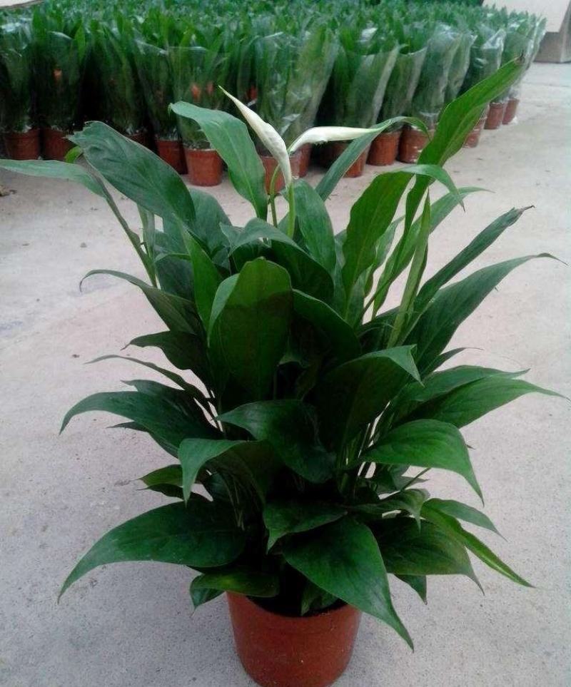 红掌白掌盆栽植物室内花卉好养水培一帆风顺大盆水养四季常青