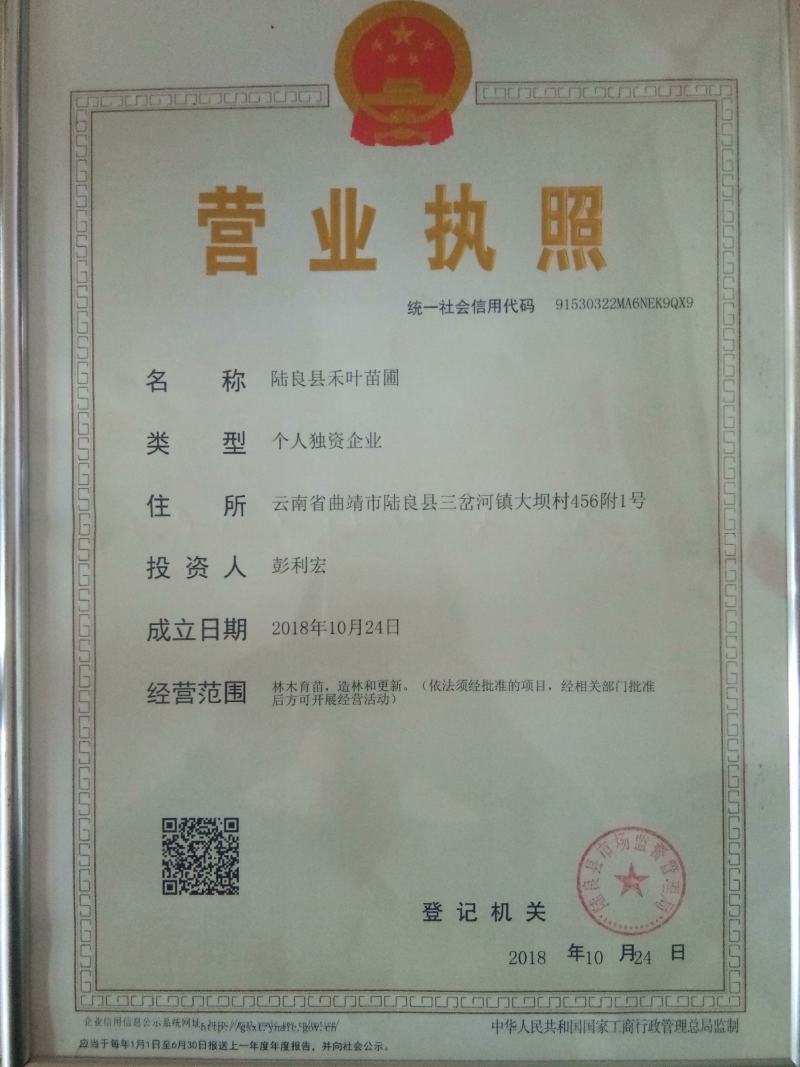 花椒树苗青椒大红袍苗圃直供