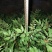 花椒树苗青椒大红袍苗圃直供