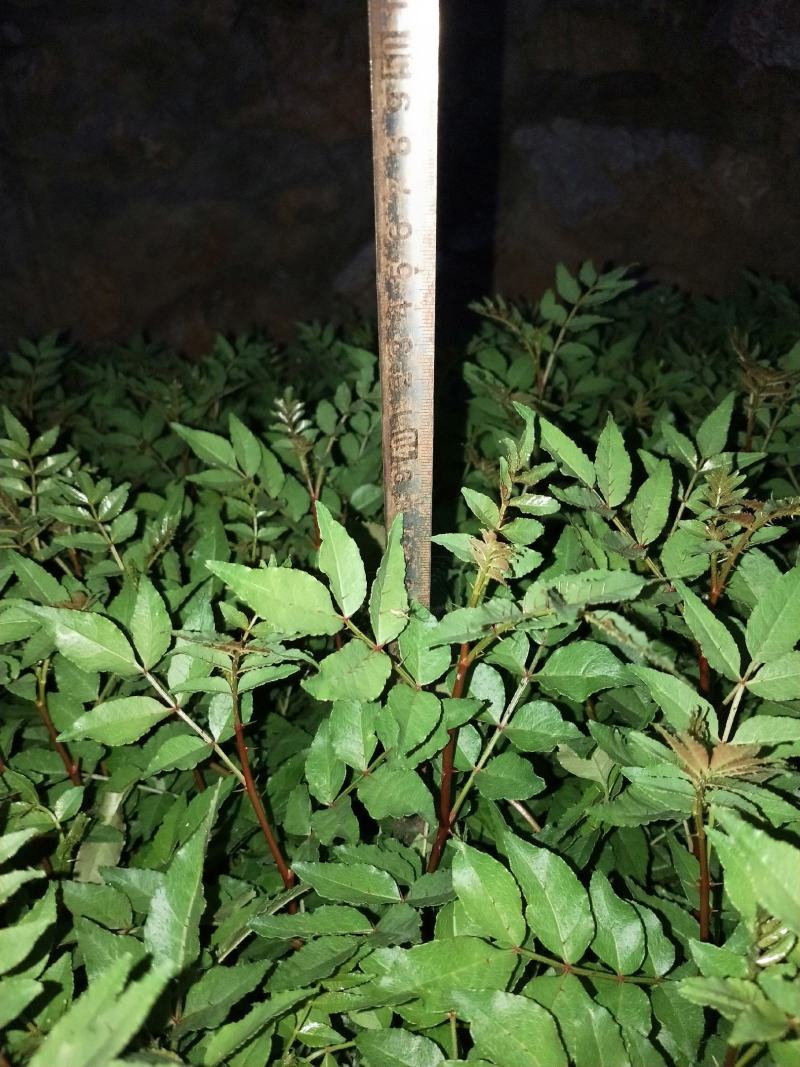 花椒树苗青椒大红袍苗圃直供