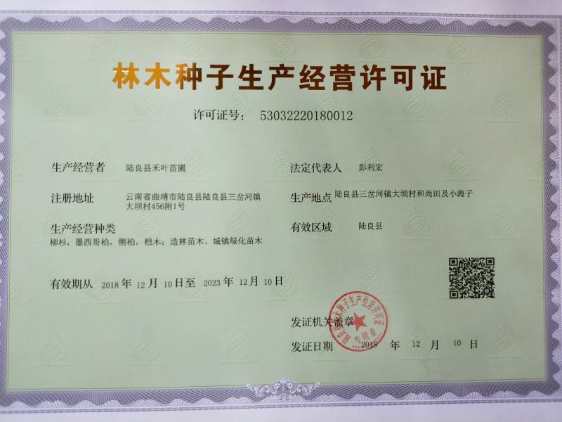 花椒树苗青椒大红袍苗圃直供