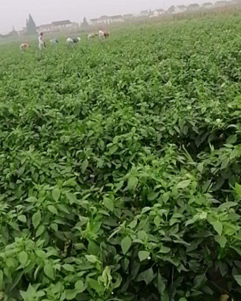 露地辣椒供应中。。。。。。。。。。。。。