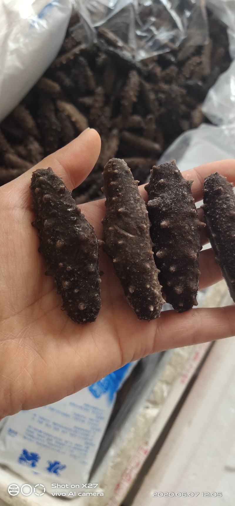 即食大连海参(各种头数都有货，也可以打成包装）