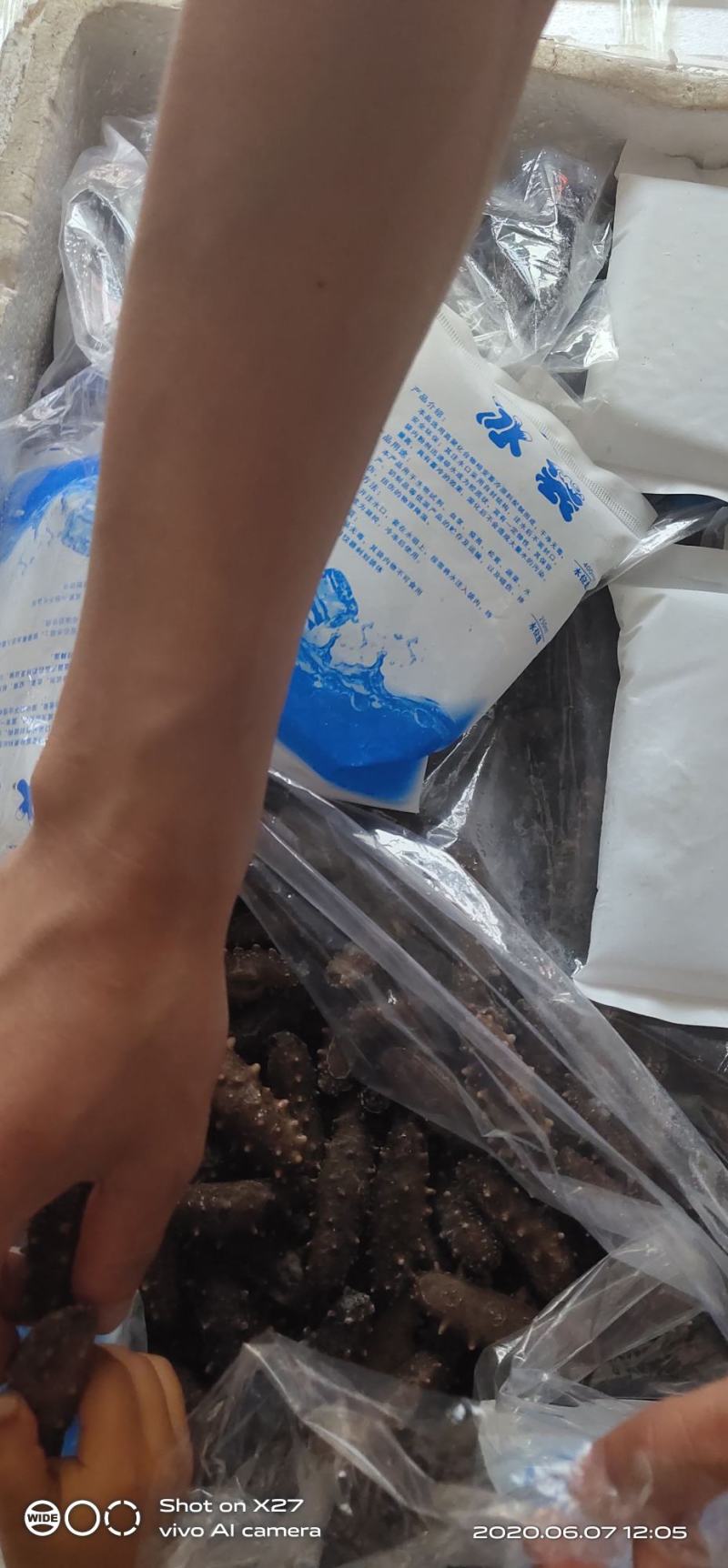 即食大连海参(各种头数都有货，也可以打成包装）