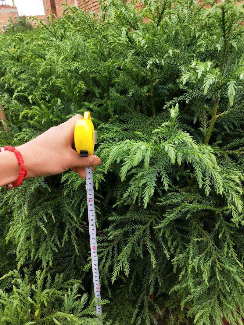 柳杉苗孔雀杉苗圃直供规格齐全