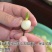 江西广昌莲子芯新货绿色饱满无杂质新鲜烘烤清火茶泡水莲芯