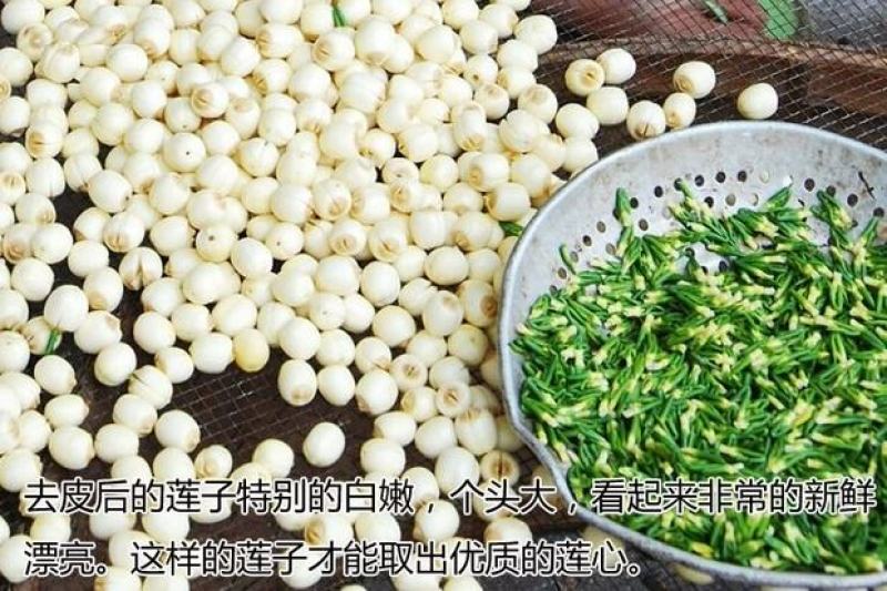 江西广昌莲子芯新货绿色饱满无杂质新鲜烘烤清火茶泡水莲芯