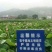 江西广昌莲子芯新货绿色饱满无杂质新鲜烘烤清火茶泡水莲芯
