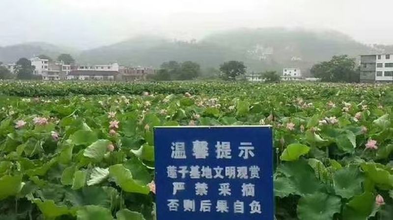 江西广昌莲子芯新货绿色饱满无杂质新鲜烘烤清火茶泡水莲芯