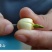 江西广昌莲子芯新货绿色饱满无杂质新鲜烘烤清火茶泡水莲芯