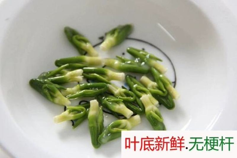 江西广昌莲子芯新货绿色饱满无杂质新鲜烘烤清火茶泡水莲芯