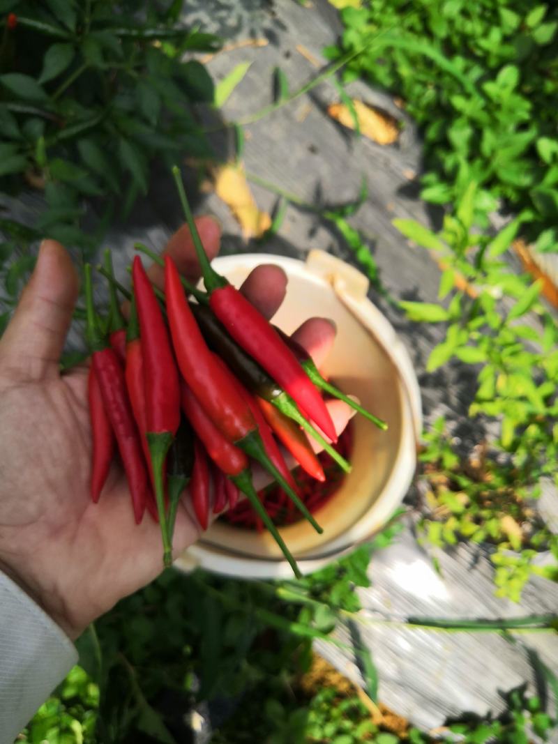 辣椒！新鲜辣椒！目前5亩！