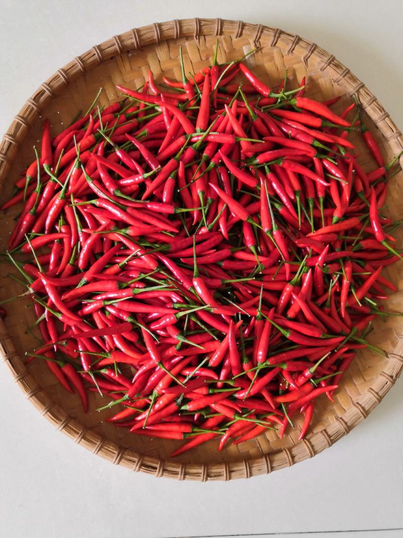 辣椒！新鲜辣椒！目前5亩！