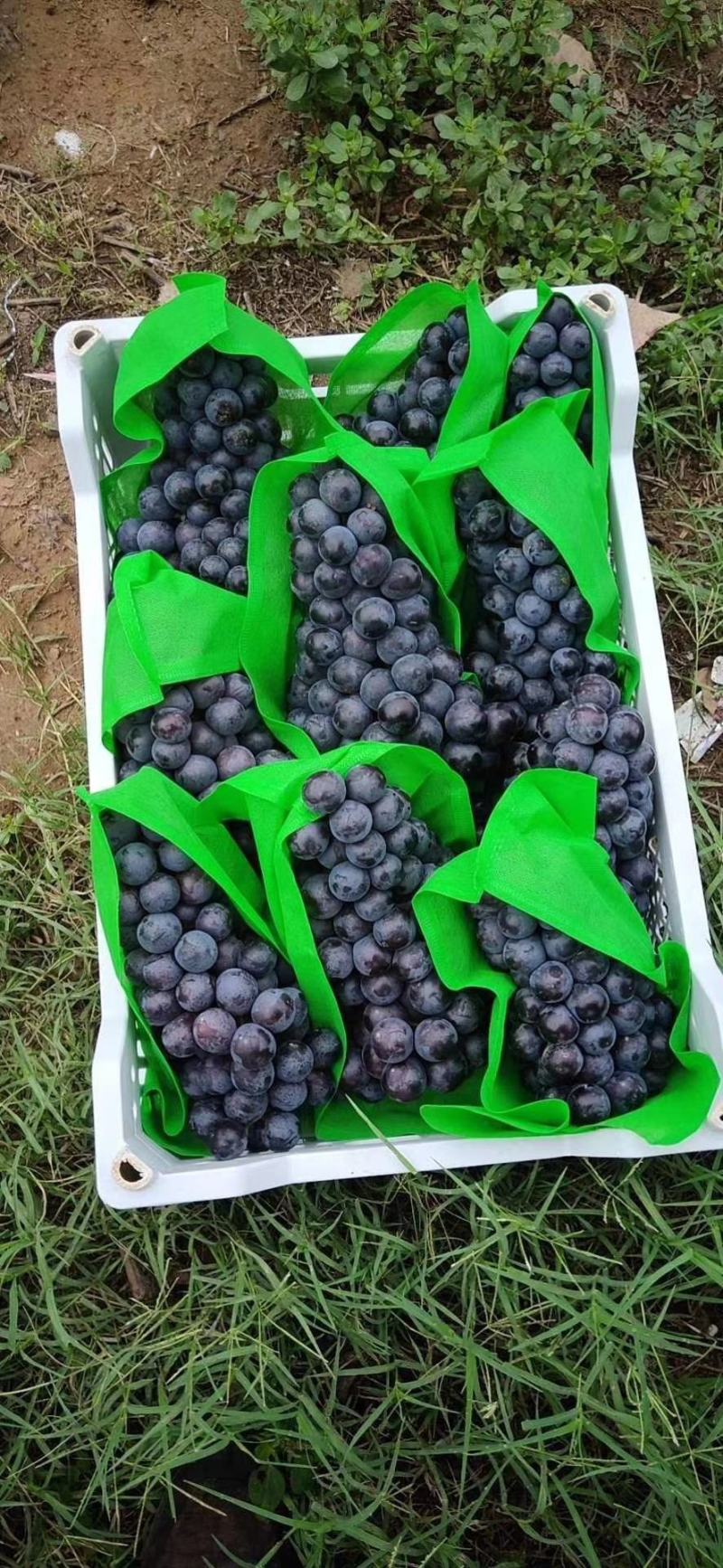 精品京亚葡萄大量上市一级二级价格合理