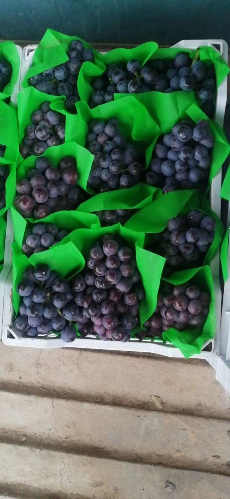 精品京亚葡萄大量上市一级二级价格合理