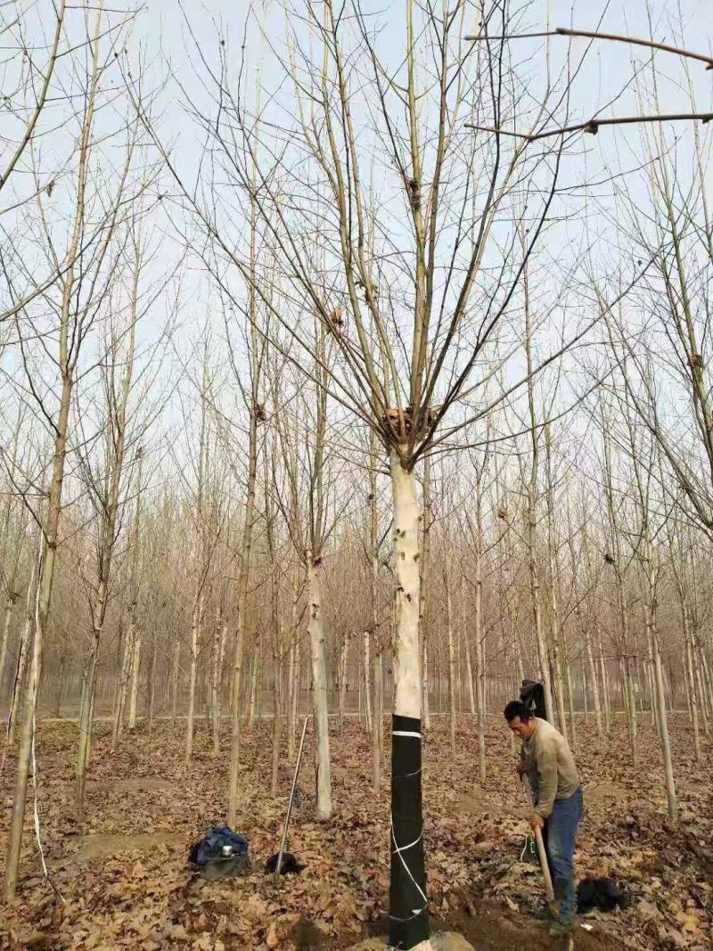 法桐，各种规格的法桐树苗，大量出售。需要的联系。