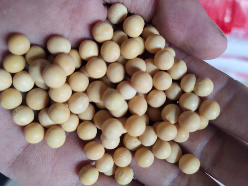 黄芽豆芽豆小粒黄豆发芽率高。品质保证