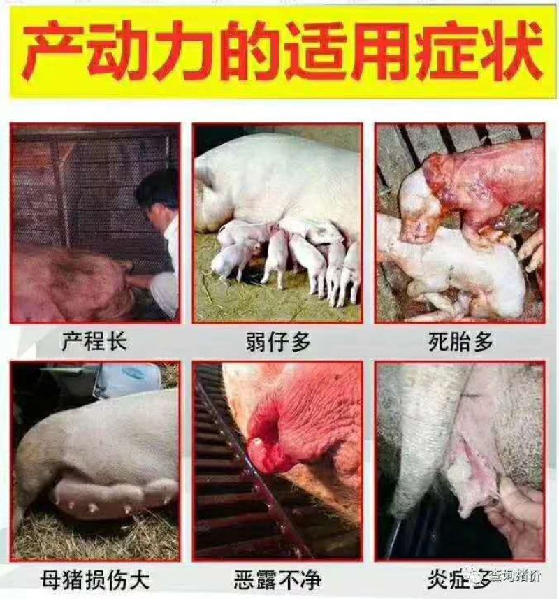 1产动力~缩短产程2小时，母猪产程长憋死小猪怎么办？