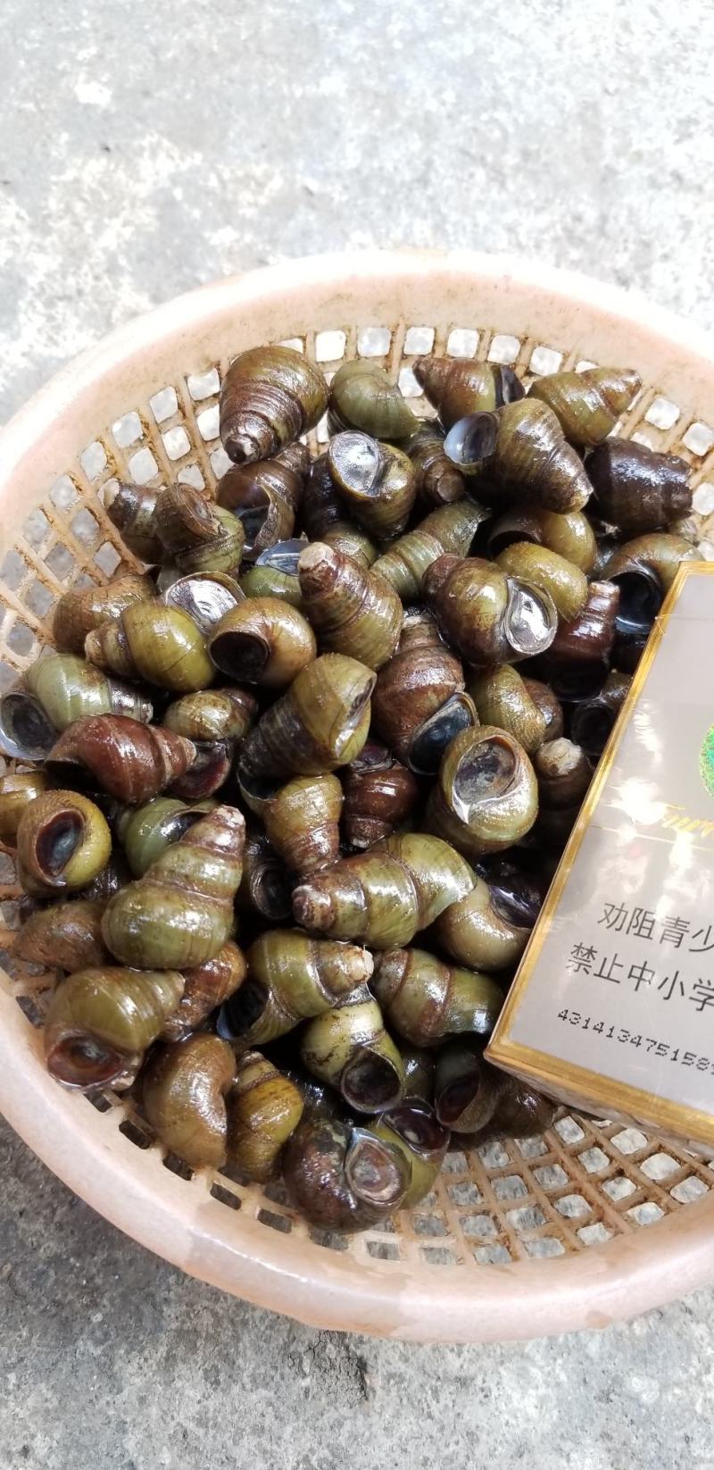 饲料螺食用螺蛳质量保证周边配送。。