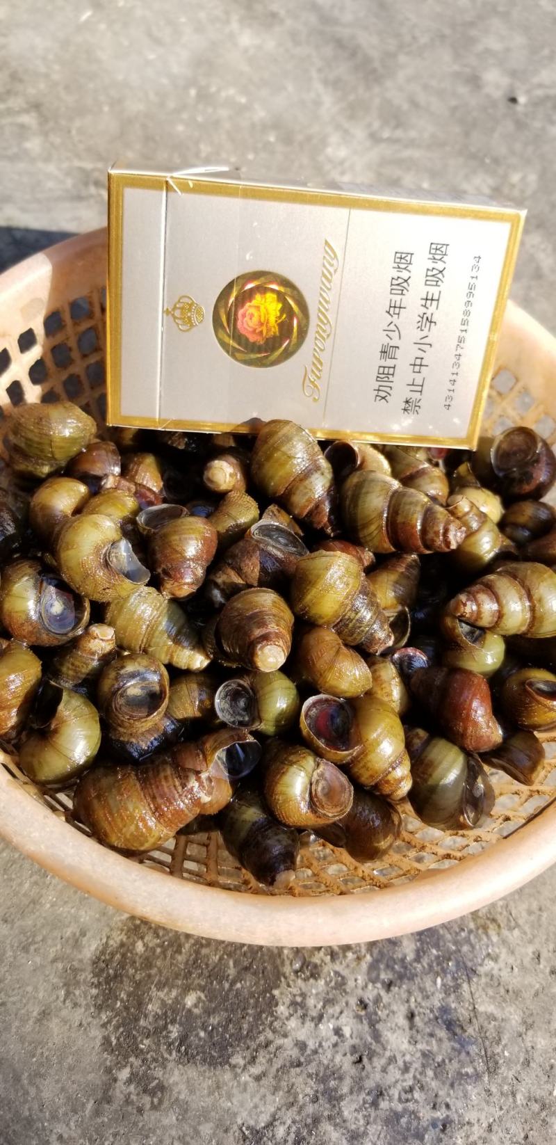 饲料螺食用螺蛳质量保证周边配送。。
