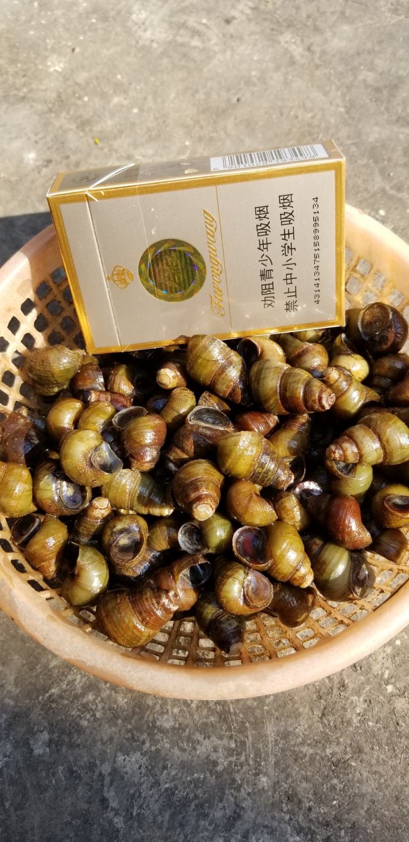 饲料螺食用螺蛳质量保证周边配送。。