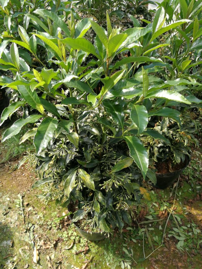 富贵籽盆栽新品黄金万两花苗东方紫金油富贵黄金万两