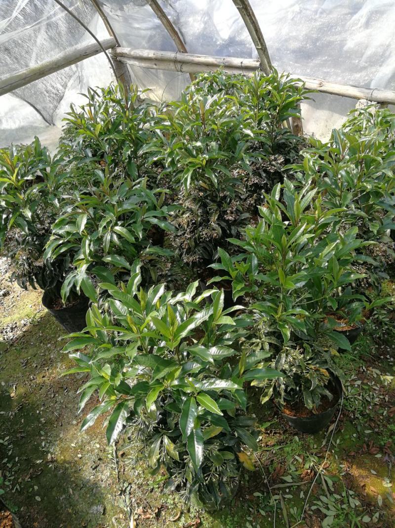 富贵籽盆栽新品黄金万两花苗东方紫金油富贵黄金万两