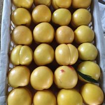 黄油桃，量大从优产地直发价格欢迎