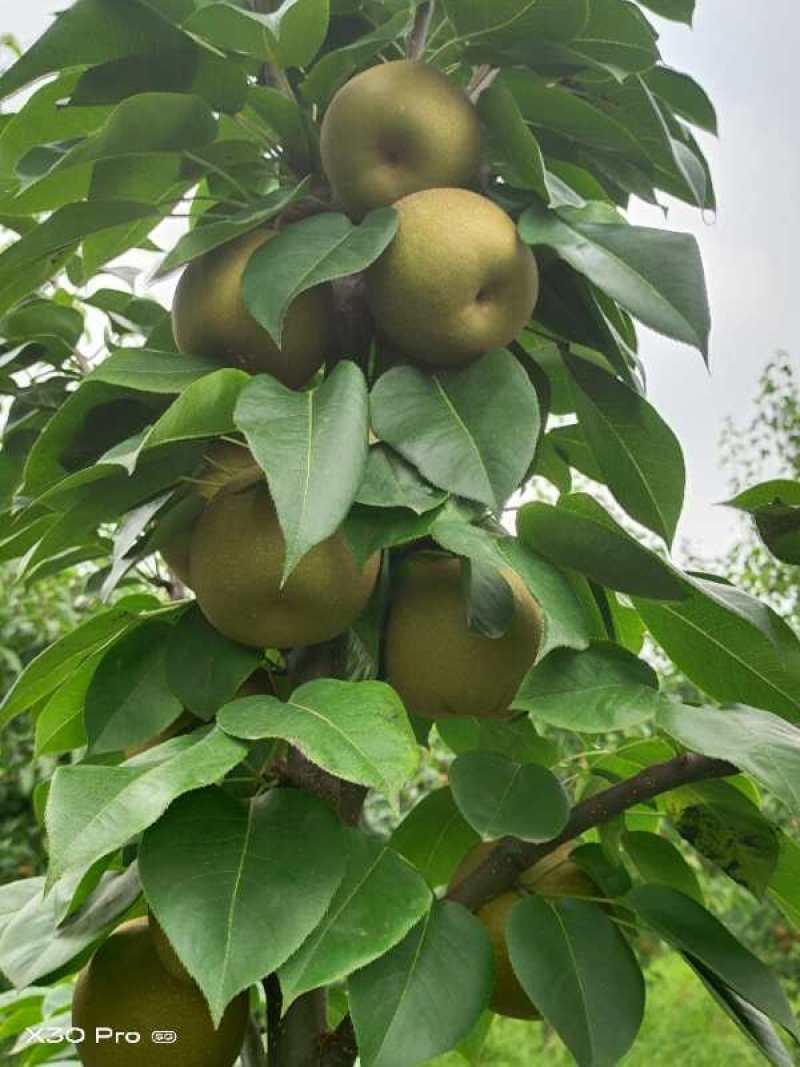 梨/黄梨/翠冠梨/甜度高汁水足/湖北襄阳产地直销对接全国